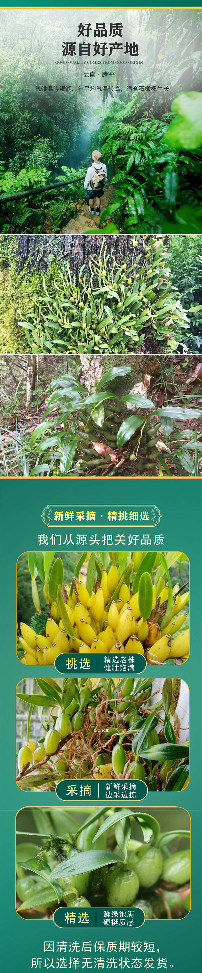 云南腾冲高黎贡山深山精品石橄榄新鲜现采精选单叶双叶果煲汤佳品