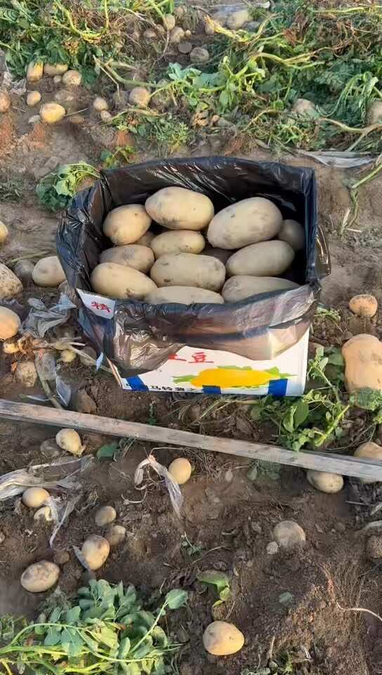 通许县产地陆地新鲜土豆，沃土，实验，希森，各种规格大量有货