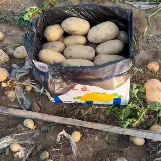 通许县产地陆地新鲜土豆，沃土，实验，希森，各种规格大量有货