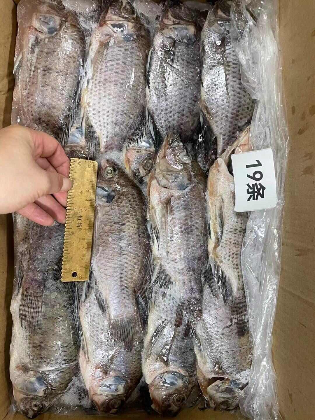 三去罗非鱼 8斤19条装新鲜速冻罗非鱼 酒店烧烤餐饮商批发