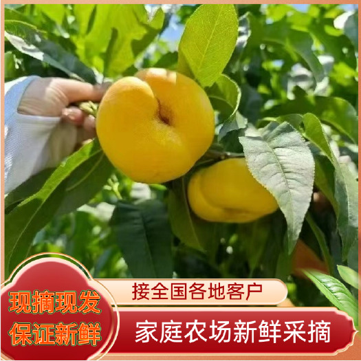 蒙阴县山东蒙阴油桃，奶蟠桃产地直销，支持电商一件代