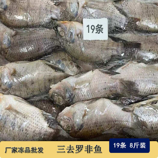 东山县三去罗非鱼 新鲜冷冻 8斤19条装 酒店烧烤餐饮商用水产冻品