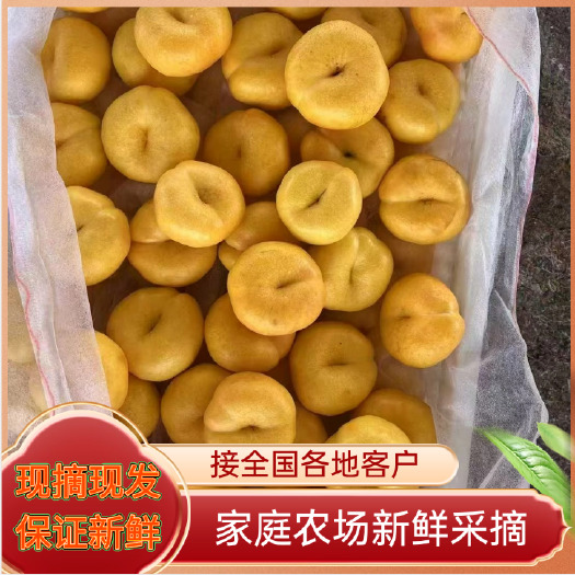 蒙阴县山东蒙阴油蟠桃，蟠桃农场直采，现摘先发