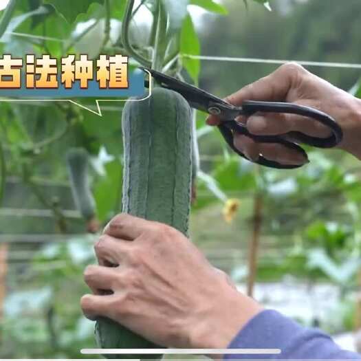 尤溪县高山肉丝瓜
