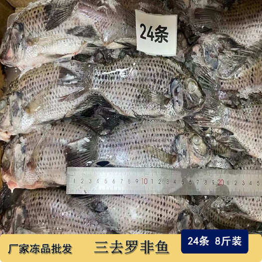 东山县三去罗非鱼 新鲜冷冻 8斤24条装 酒店烧烤餐饮商用水产冻品