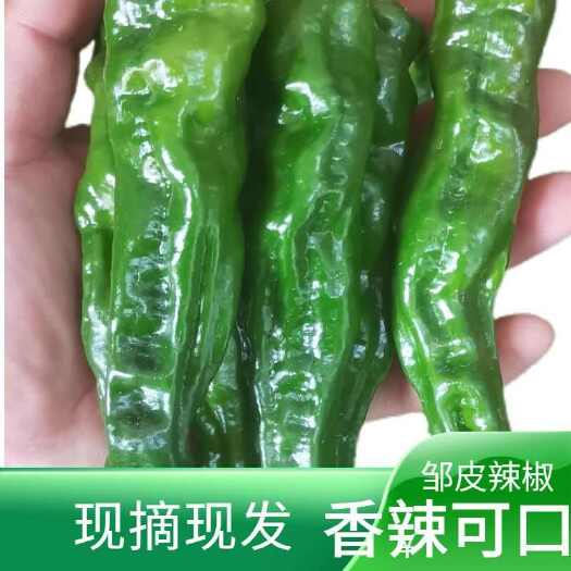 仙桃市农家正宗自种辣椒小皱新鲜特辣香辣超辣青椒批发蔬菜现摘现发