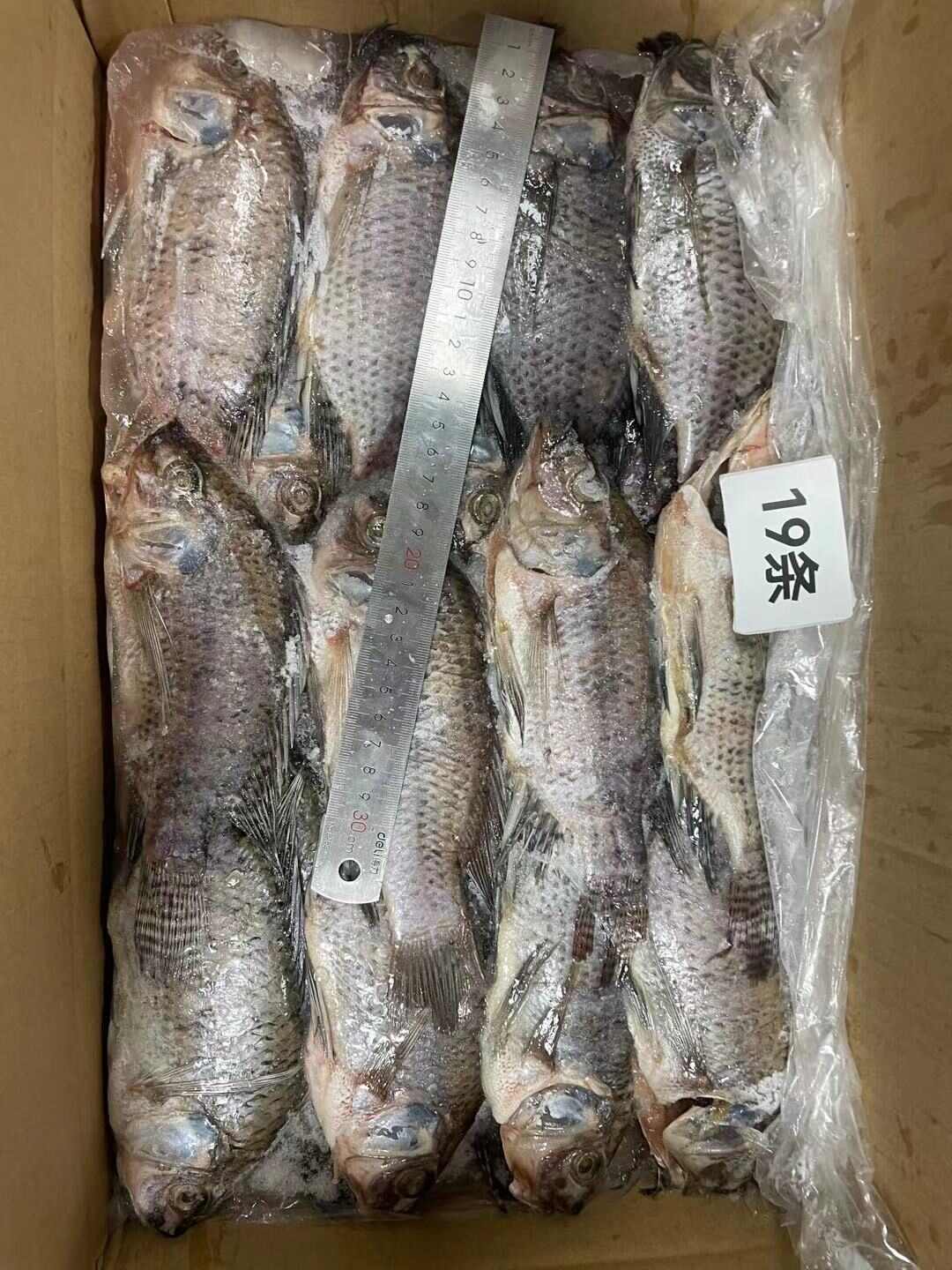 三去罗非鱼 8斤19条装新鲜速冻罗非鱼 酒店烧烤餐饮商批发