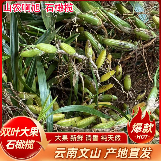 文山市云南文山石橄榄现发大果新鲜双叶石仙桃炖汤补品清香