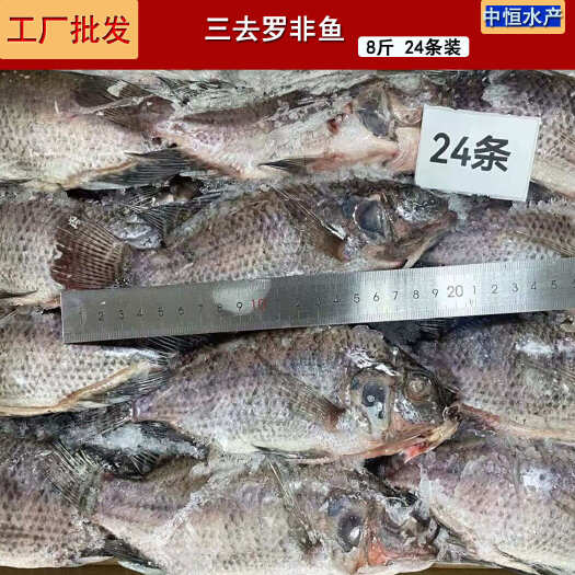 东山县三去罗非鱼批发新鲜加工24条8斤装水产冻品餐饮大排档酒店商用