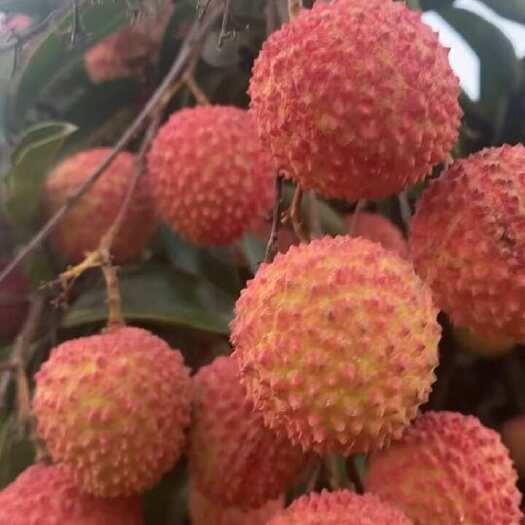 高州市自家果园还有几百斤桂味，两块，有意者联系