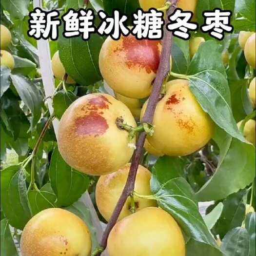 大荔县冬枣
