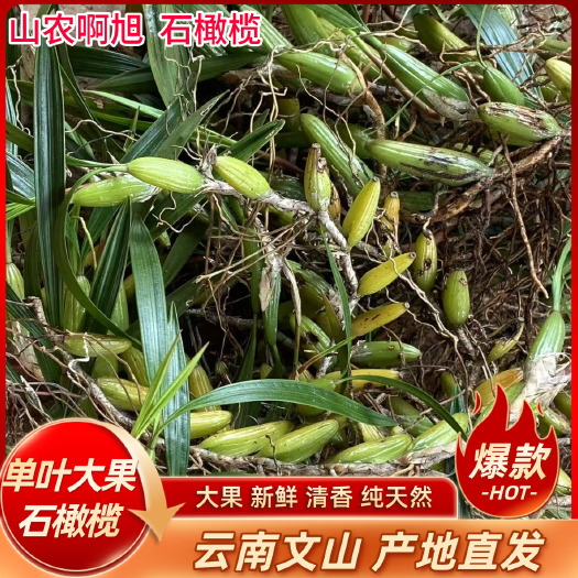 长沙云南文山石橄榄单叶大果中药材滋补药材新鲜石橄榄石仙桃石枣草