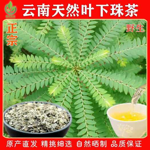 腾冲市云南正宗深山无污染精品叶下株干货精选龙株鱼鳞夜合草茶女生主下