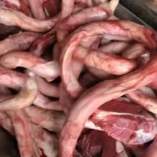 泗县牛鞭 牛套鞭牛蛋新鲜牛鞭