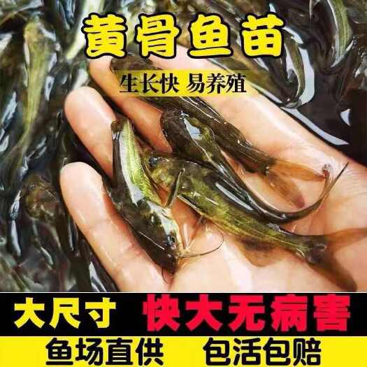 广州黄骨鱼苗批发 黄辣丁  黄颡鱼苗