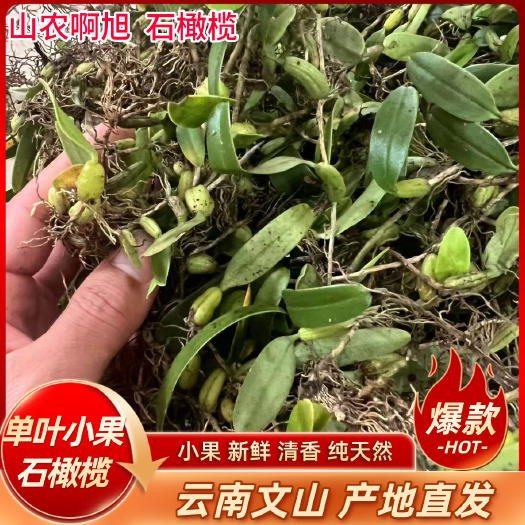 长沙云南文山新鲜单叶小号小果石橄榄石仙桃石枣草煲汤炖汤天然