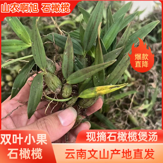 文山市云南文山新鲜双叶小果石橄榄小果煲汤山石斛口感好煲汤香