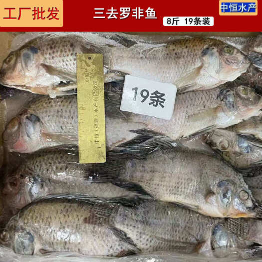 东山县三去罗非鱼 新鲜加工速冻8斤装19条餐饮商用罗非鱼冻品批发