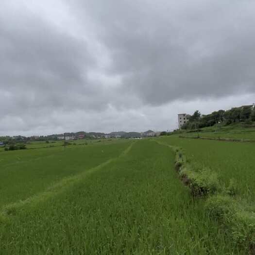 衡阳水稻田2000亩，10月份交地