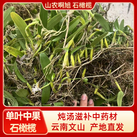 文山市云南文山新鲜单叶中果石橄榄精选货石豆兰石仙桃石橄榄上带根叶子