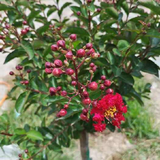 紫薇，济宁红花紫薇，庭院绿化优选树种
