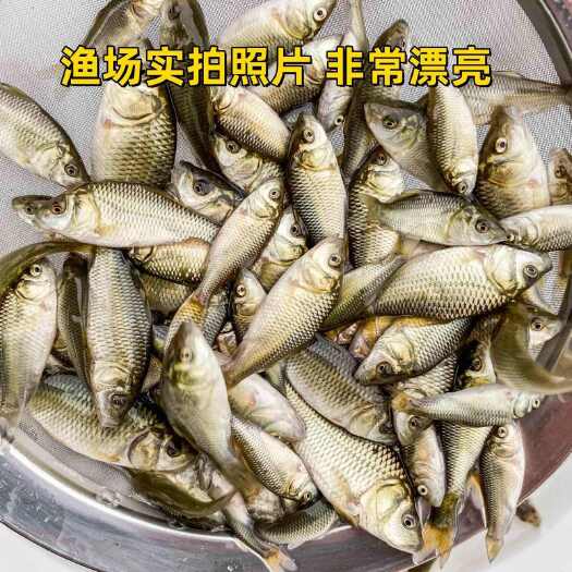 鲫鱼苗  中科三号鲫鱼苗