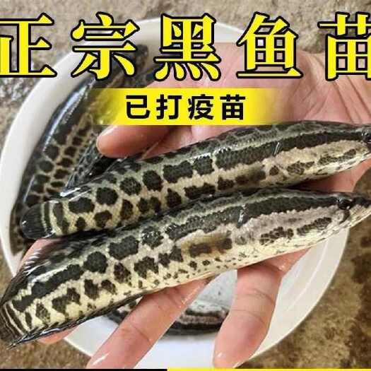 广州杂交黑鱼苗  优质黑鱼苗