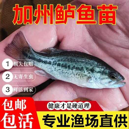 加州鲈鱼苗 加州鲈水花提供养殖技术