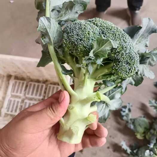 西蓝花，产地直发，大量上市，欢迎咨询