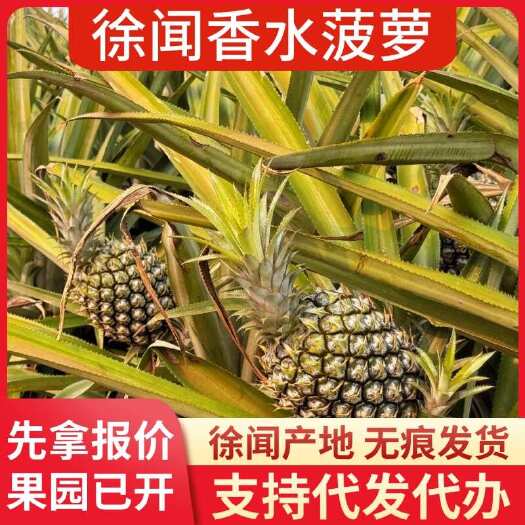 徐闻县香水菠萝产地直供 支持整车物流及代发 7成熟市场果