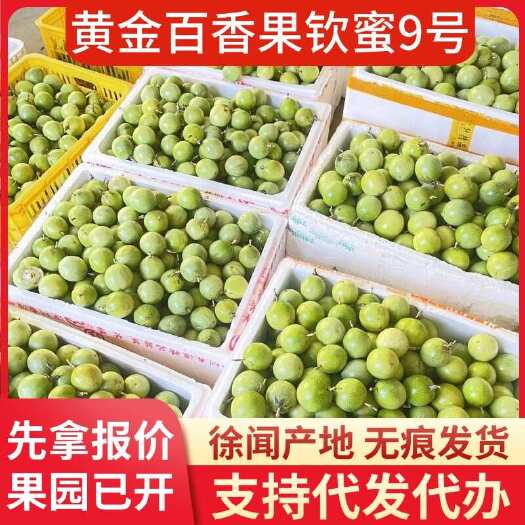 徐闻县广东钦蜜 9 号黄金百香果 3 斤起代发速批
