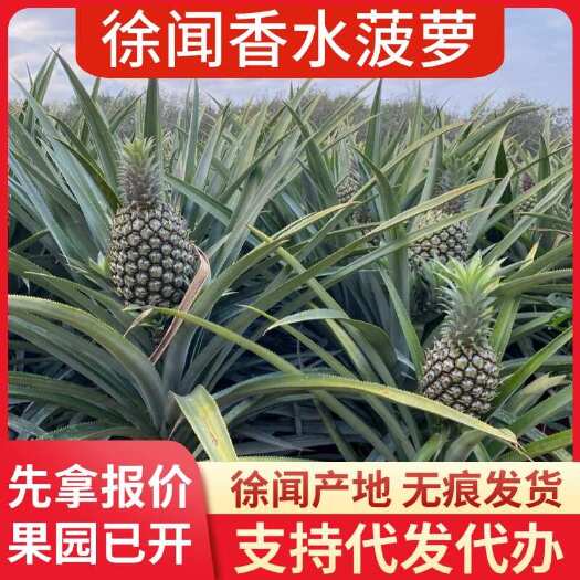 徐闻县批发代发广东徐闻香水菠萝 多规格 1 斤 3 斤 5 斤 8