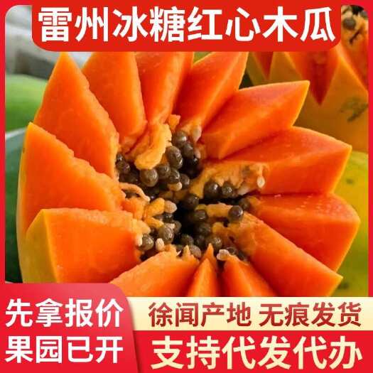 徐闻县雷州市 5 斤冰糖红心木瓜快递代发直供