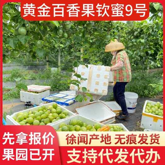 徐闻县钦蜜 9 号黄金百香果 10 斤产地代办批发
