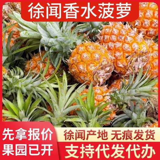 徐闻县批发代发徐闻香水菠萝 1 斤 3 斤 5 斤 8 斤 大中小