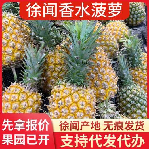 徐闻县徐闻香水菠萝 1 斤 3 斤 5 斤 8 斤 大中小果 广东