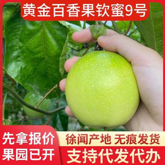 徐闻县批发代发新鲜钦蜜 9 号黄金百香果 3 斤起