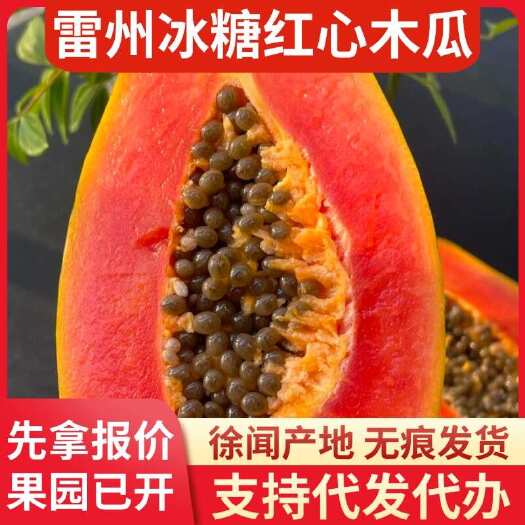 徐闻县广东雷州冰糖红心木瓜 10 斤产地直供物流代发服务