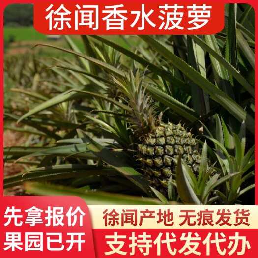 徐闻县徐闻香水菠萝 大中小果批发代发 1/3/5/8 斤多种规格