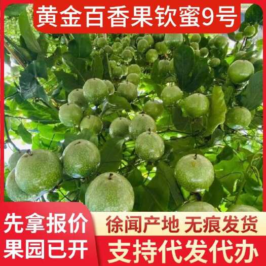 徐闻县百香果产地直供广东湛江徐闻县支持快递物流专线代发