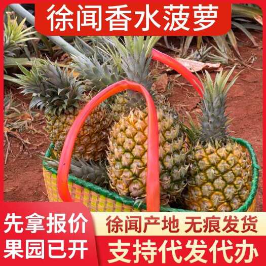 徐闻县广东徐闻香水菠萝批发代发 大中小果 1-8 斤规格齐全