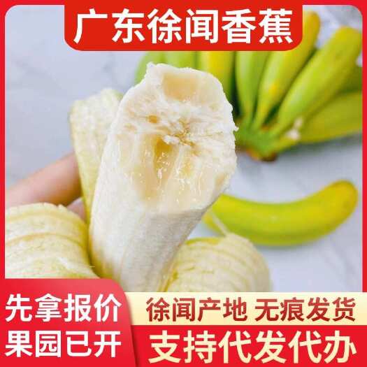 徐闻县湛江徐闻县香蕉 12 斤顺丰代发批发