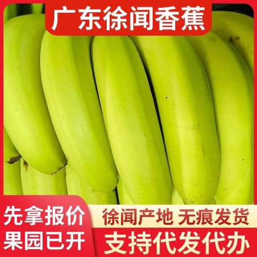 徐闻县徐闻县香蕉 8 斤批发代发顺丰包邮