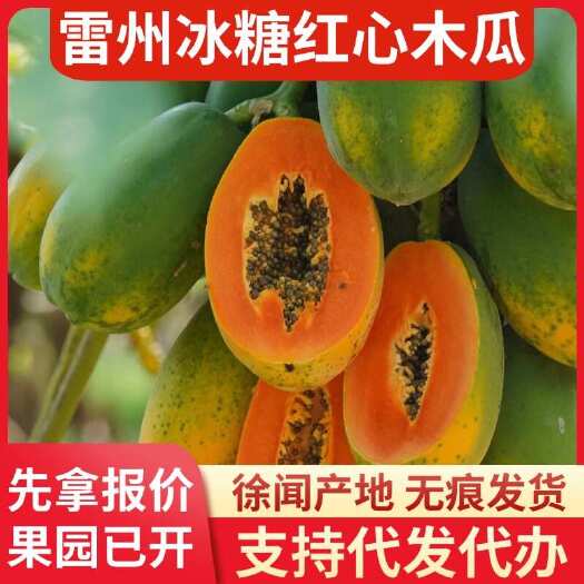 徐闻县广东雷州冰糖红心木瓜 8 斤现摘现发快递代发服务