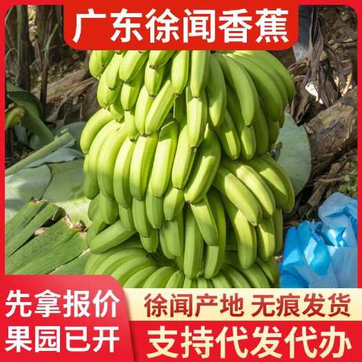 徐闻县徐闻香蕉 5 斤产地直供代发速运