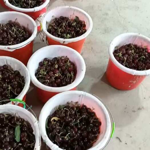 大连萨米托，美早，红南阳，