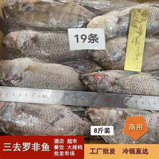 东山县三去罗非鱼 8斤装19条新鲜加工速冻酒餐饮商用罗非鱼冻品批发