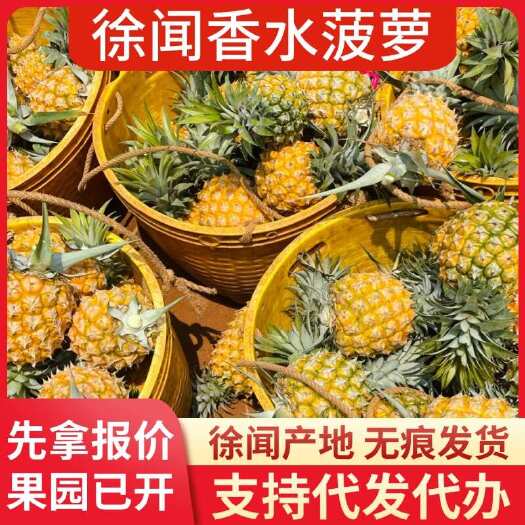 徐闻县徐闻香水菠萝 1-8 斤 大中小果批发代发 现摘现发
