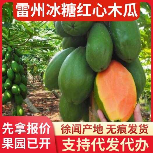 广东雷州市 12 斤冰糖红心木瓜直供代发快递