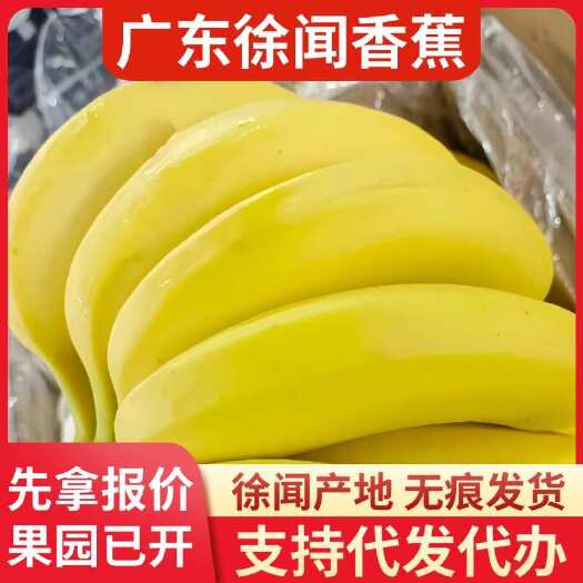 徐闻县徐闻香蕉 5 斤现摘直发顺丰代发批发价